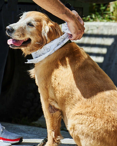 Foulard carré EdW multi-usage